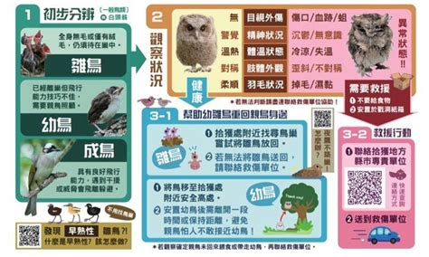 撿到鳥運勢|【家裡出現鳥】家裡鳥進來有什麼好兆頭？自來鳥寓意大公開！